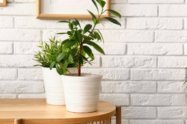 Beyaz tuğla duvarın yanındaki masada yeşil bitkiler