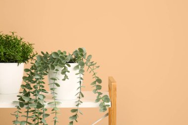 Bej duvarın yanındaki rafta yeşil bitkiler, yakın plan.