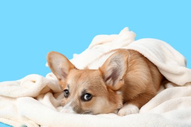 Şirin Corgi köpeği pembe arka planda yumuşak bir battaniyeye uzanıyor.