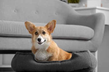 Şirin Corgi köpeği gri kanepenin yanındaki evcil hayvan yatağında yatıyor.