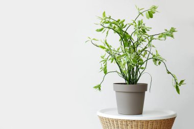 Işık duvarının yanındaki yeşil sandık.