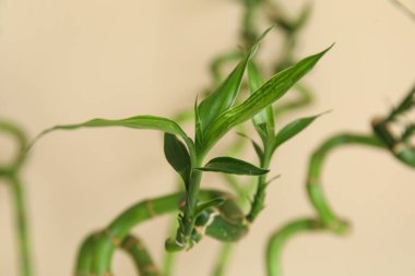 Green bamboo branches on color background, closeup