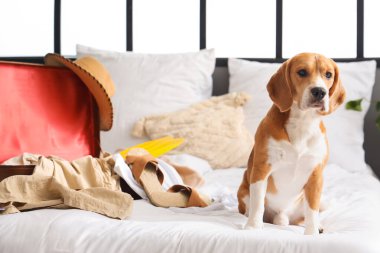 Tatlı Beagle köpeği ve bavul. Yatak odasında yazlık giysiler var.