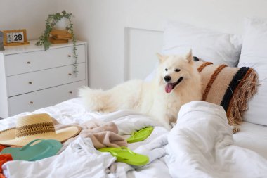 Beyaz Samoyed köpeği yatak odasında yazlık giysileri var.