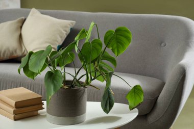 Çiçek saksısı, kitaplar ve yeşil arka plandaki masa, yakın plan.