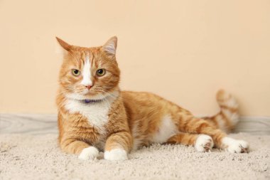 Sevimli kırmızı kedi bej duvarın yanında yatıyor