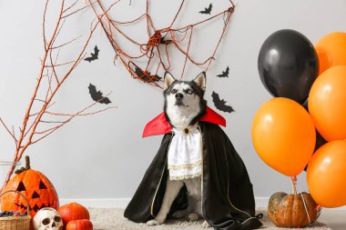 Gri duvarın yanında cadılar bayramı süslemeleri olan Drakula kostümlü şirin bir köpek.