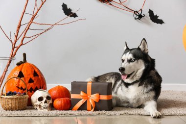 Cadılar Bayramı süslemeleri ve hediye kutusuyla gri duvarın yanında duran sevimli, iri yapılı köpek.