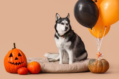 Bej arka planda evcil hayvan yatağında oturan balonlu ve balonlu şirin, iri yapılı bir köpek. Cadılar Bayramı