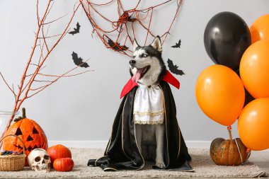 Gri duvarın yanında cadılar bayramı süslemeleri olan Drakula kostümlü şirin bir köpek.
