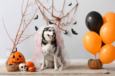 Gri duvarın yanında cadılar bayramı süslemeleri olan ölü gelin kostümlü sevimli, iri yapılı köpek.