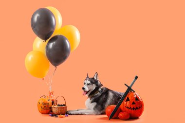 Hediye kutusu, balonları, balkabakları ve turuncu arka planda bir kova şekeri olan sevimli, iri kıyım bir köpek. Cadılar Bayramı