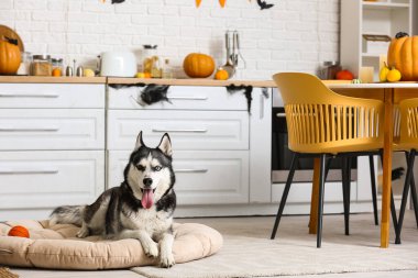 Cadılar Bayramı süslemeleri ve evcil hayvan yatağında uzanan oyuncak topuyla sevimli, iri yapılı bir köpek.