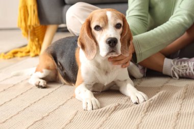 Evde sevimli Beagle köpeği olan genç bir çift.