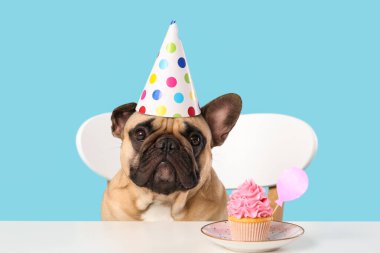 Parti şapkalı şirin Fransız bulldog 'u mavi arka plandaki masada doğum günü pastası.