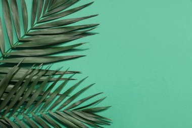 Renk arka plan üzerinde yeşil tropikal yaprak