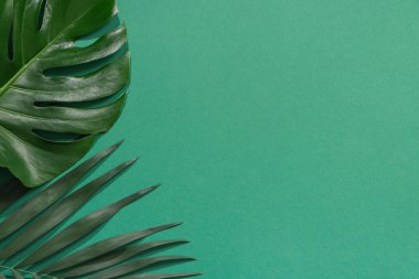 Renk arka plan üzerinde yeşil tropikal yaprak