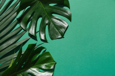 Renk arka plan üzerinde yeşil tropikal yaprak