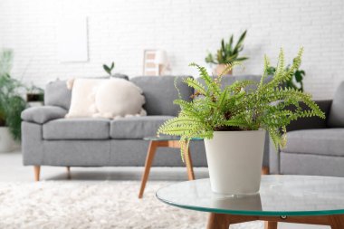 Oturma odasının iç tarafındaki cam sehpada saksı var.