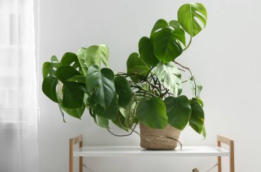 Oturma odasının modern iç mekanı. Rafta tropikal canavar yaprakları var. Yakın plan.