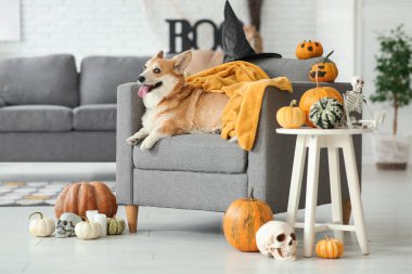 Cadı şapkalı ve cadılar bayramı dekorasyonlu şirin Corgi köpeği evdeki kanepede yatıyor.