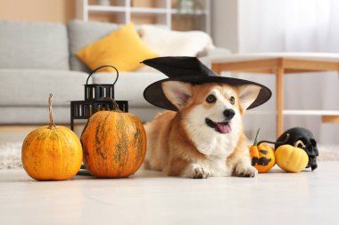 Cadı şapkalı şirin Corgi köpeği. Cadılar Bayramı süsleri evde yerde yatıyor.