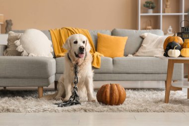 Evde oturan zincirli ve cadılar bayramı süslü şirin Labrador köpeği.