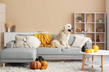 Cadılar Bayramı süsleri olan şirin Labrador köpeği evdeki kanepede oturuyor.