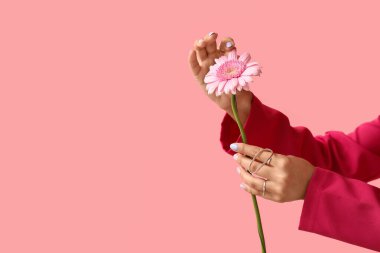 Güzel manikürlü kadın elleri ve pembe arka planda gerbera çiçeği, yakın plan.