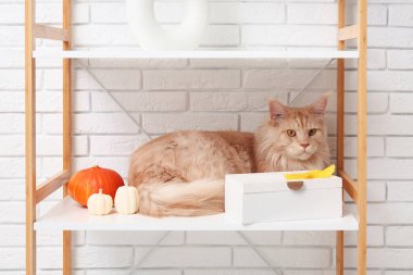 Maine Rakunu evde rafta duran kabaklı ve kutulu kedi.
