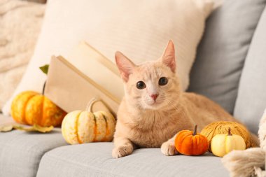 Evdeki kanepede uzanmış balkabaklı şirin kedi, yakın plan.