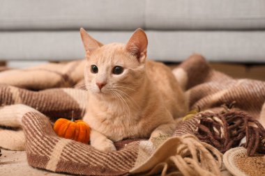 Oyuncak balkabaklı şirin kedi. Ekoseye uzanmış, yakın plan.