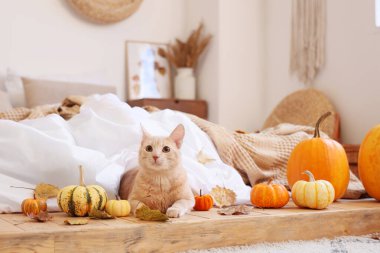 Güz yaprakları ve yatak odasında battaniyenin altında yatan balkabaklarıyla komik bir kedi.