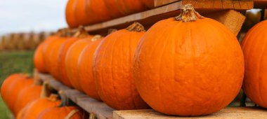 Çiftlikte bir sürü balkabağı, yakın plan