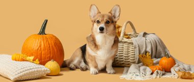 Cute dog, wicker basket, autumn leaves and pumpkins on beige background. Thanksgiving Day celebration