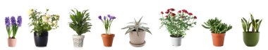 Set of different houseplants on white background