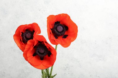 Gri arkaplanda güzel haşhaş çiçekleri