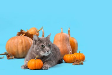 Mavi arka planda balkabağı olan sevimli bir kedi. Şükran Günü kutlaması