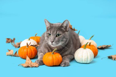 Mavi arka planda balkabakları ve düşmüş yaprakları olan sevimli bir kedi. Şükran Günü kutlaması