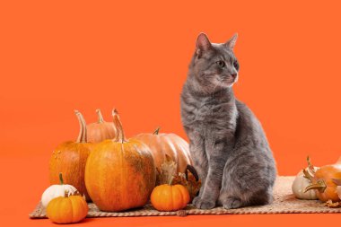 Turuncu arka planda balkabakları ve düşmüş yaprakları olan sevimli bir kedi. Şükran Günü kutlaması