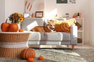 Corgi köpeği Şükran Günü 'nde evde yatıyor.