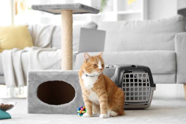 Şirin bir kedi ve evde tırmalama yeri var.