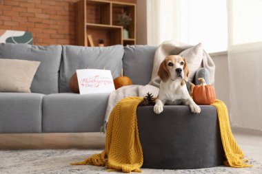 Şükran Günü 'nde evde balkabaklı ve köknar kozalaklı tatlı Beagle köpeği.