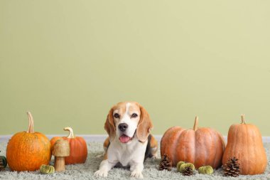 Yeşil duvarın yanında balkabağı olan sevimli Beagle köpeği. Şükran Günü kutlaması