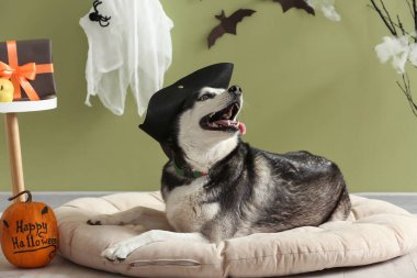 Cadılar Bayramı süslemeleri olan korsan şapkalı şirin köpek yeşil duvarın yanındaki evcil hayvan yatağında yatıyor.