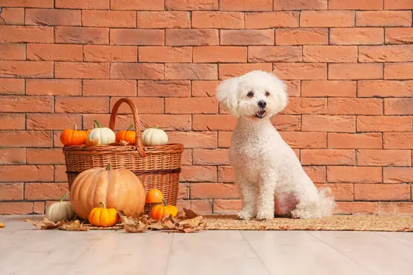 stock image Cute little dog with wicker basket, pumpkins and autumn leaves sitting near brick wall. Thanksgiving day celebration