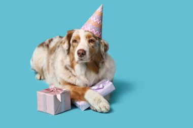Parti şapkalı şirin Avustralya çoban köpeği mavi arka planda hediye kutuları var.