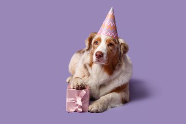 Parti şapkalı şirin Avustralyalı çoban köpeği ve leylak arka planda hediye kutusu.