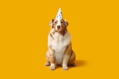 Sarı arka planda parti şapkalı şirin Avustralyalı çoban köpeği.