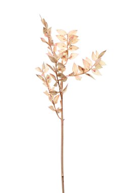 Beyaz arkaplanda yaprakları olan kurumuş bir dal